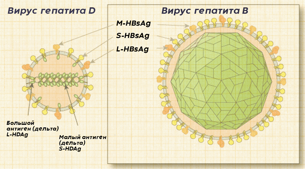 Гепатит D и гепатит B