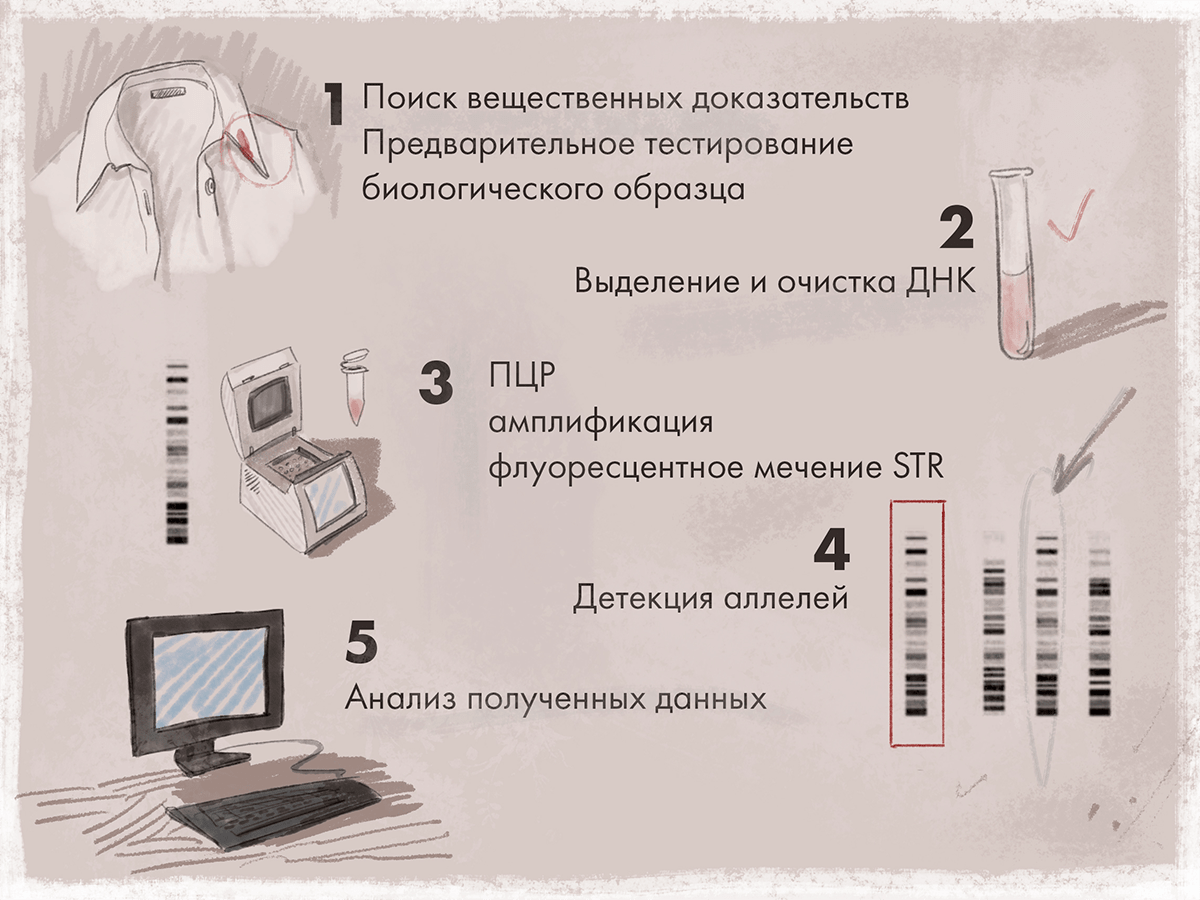 Схема проведения молекулярно-генетической экспертизы