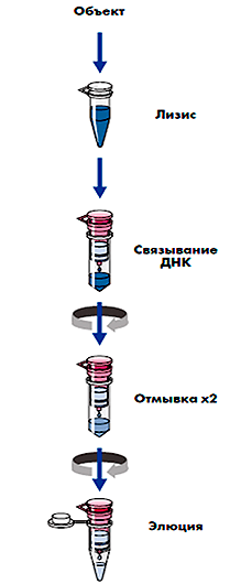 Выделение ДНК с помощью наборов и систем от QIAGEN