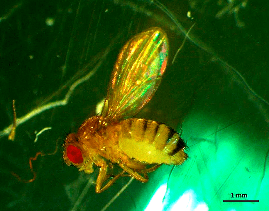 Drosophila melanogaster