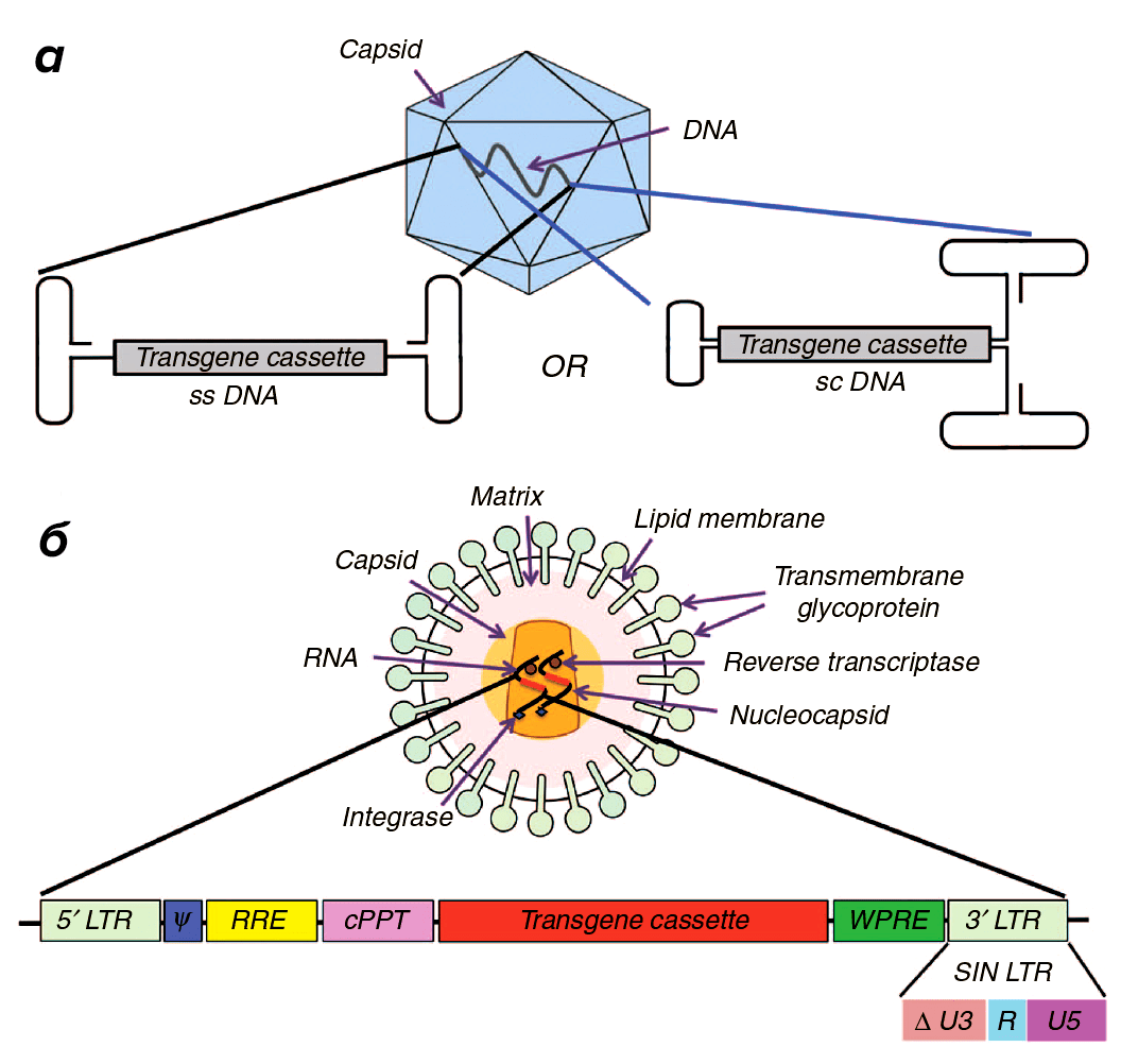 Два самых популярных в генной терапии вирусных вектора