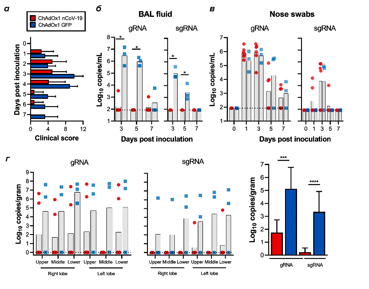 Клинические проявления и вирусная нагрузка у макак резус после вакцинации ChAdOx1 nCoV-19