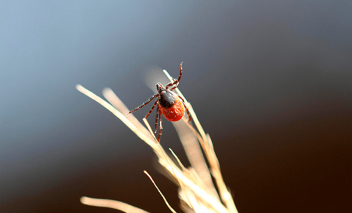 Ixodes ricinus