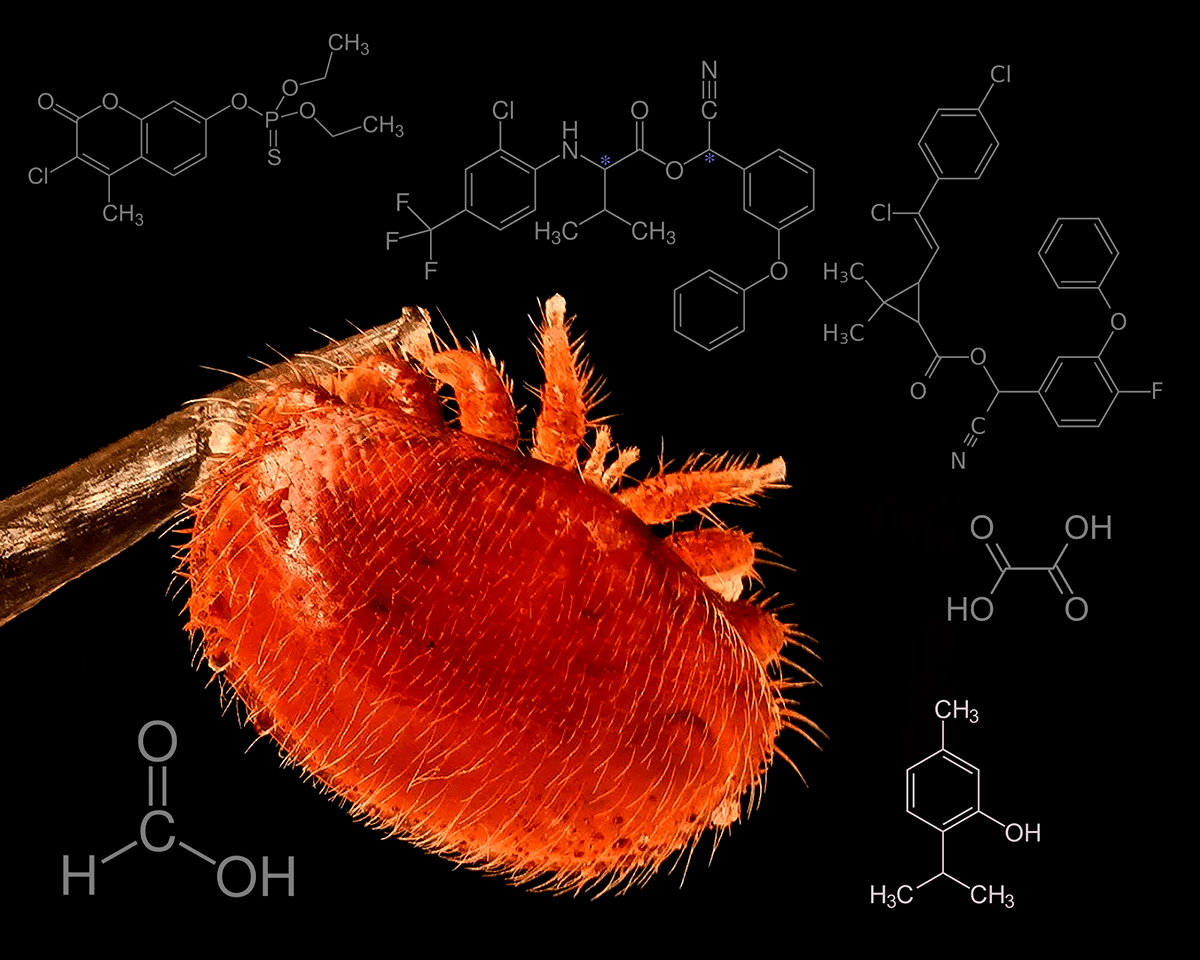 Varroa destructor и акарициды