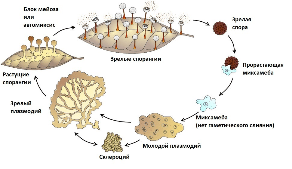 Апогамный жизненный цикл миксомицета