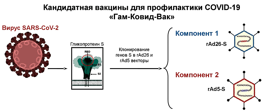 Вакцина для профилактики COVID-19 «Гам-Ковид-Вак»