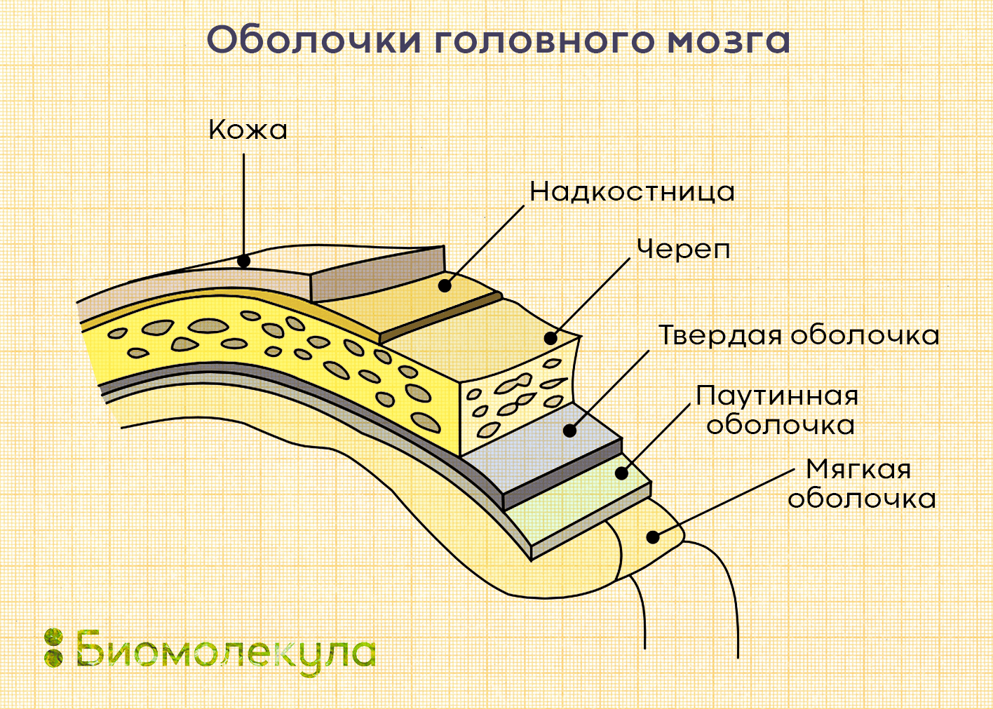 Оболочки головного мозга