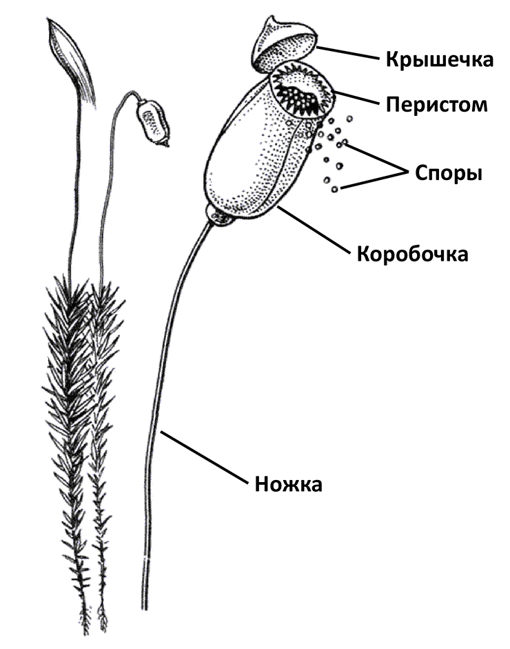 Мох политрихум