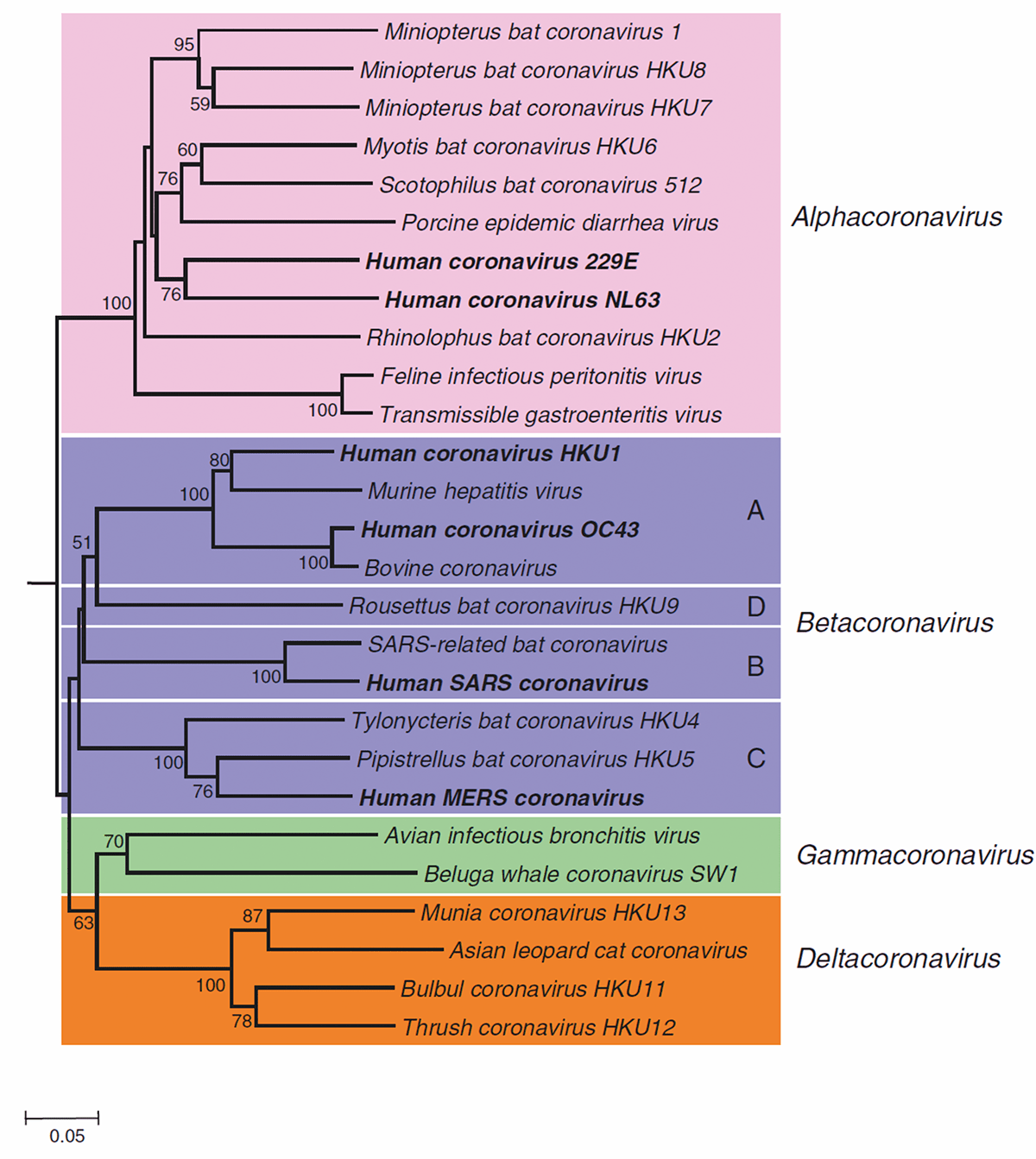 Orthocoronavirinae