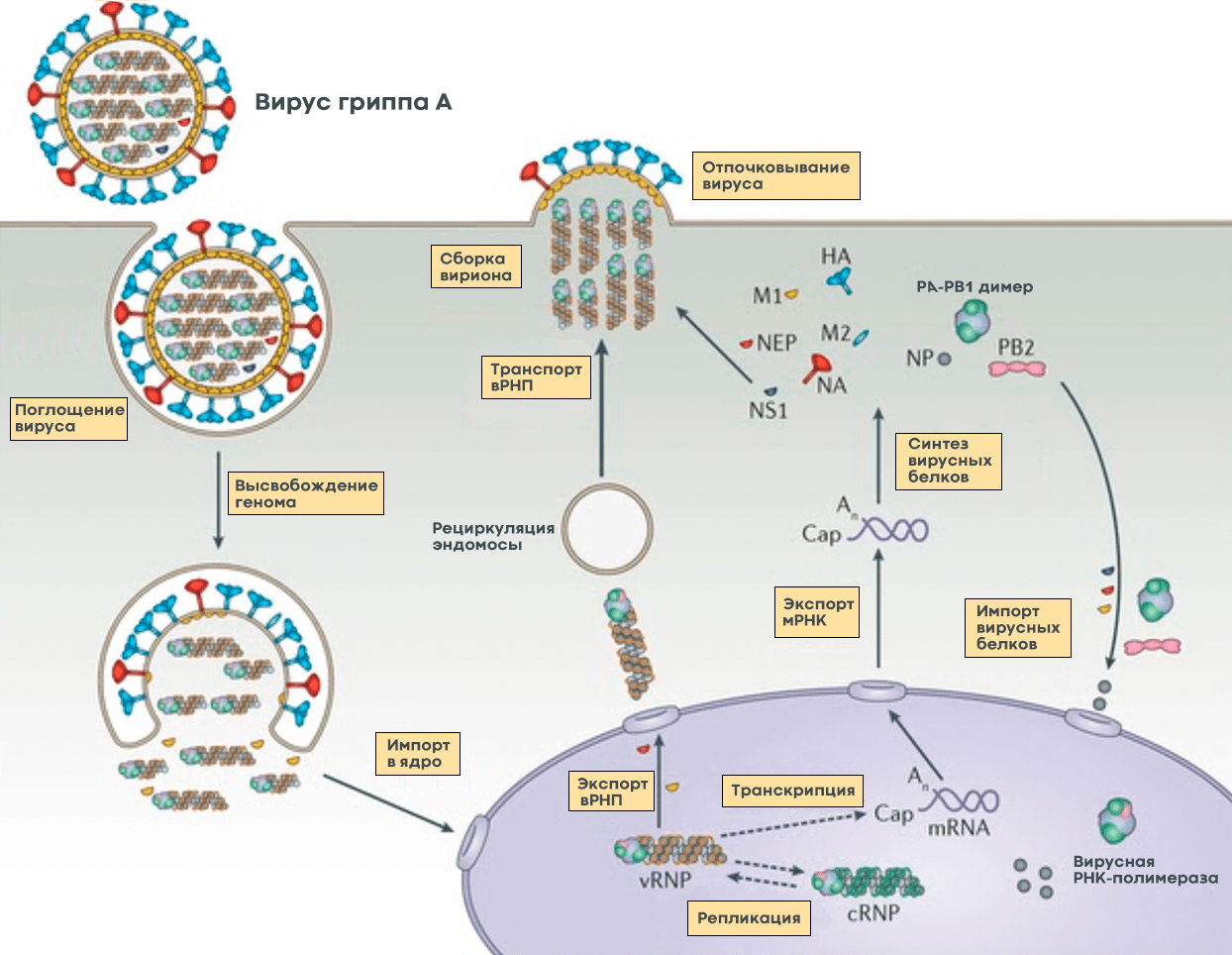 Жизненный цикл вируса гриппа А
