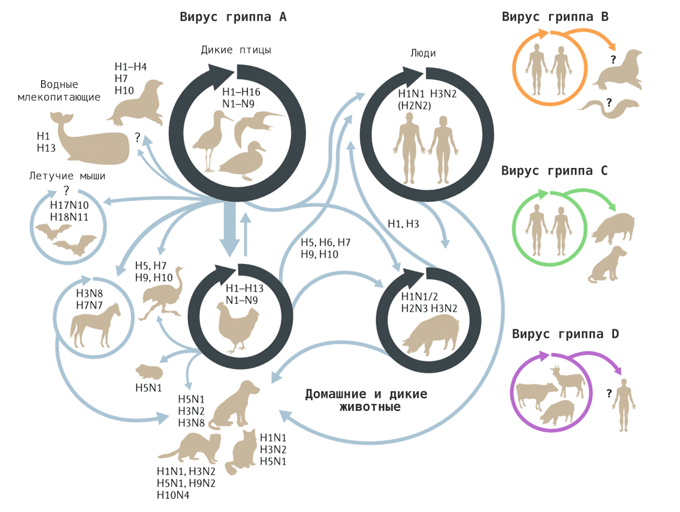 Видоспецифичный ареал разных видов вируса гриппа и межвидовая передача