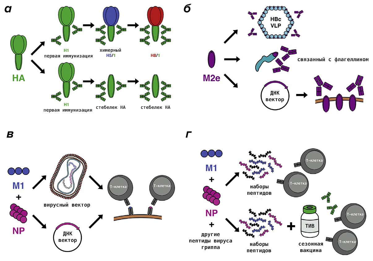 Разрабатываемые варианты универсальной противогриппозной вакцины