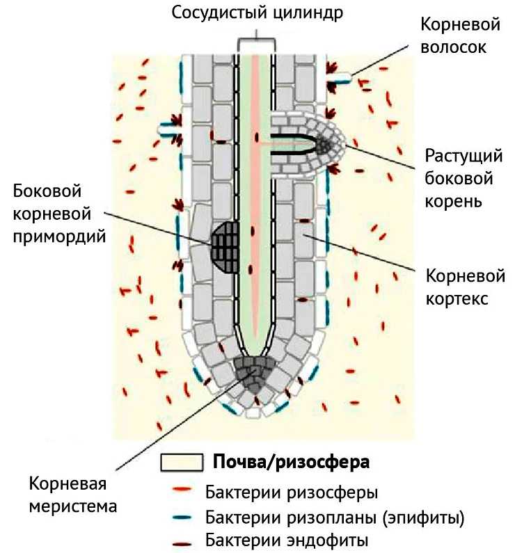 Ниши колонизации микроорганизмами корня растения