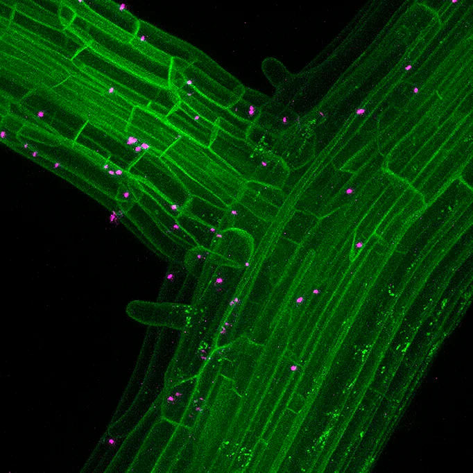 Rhizobiales в тканях корня