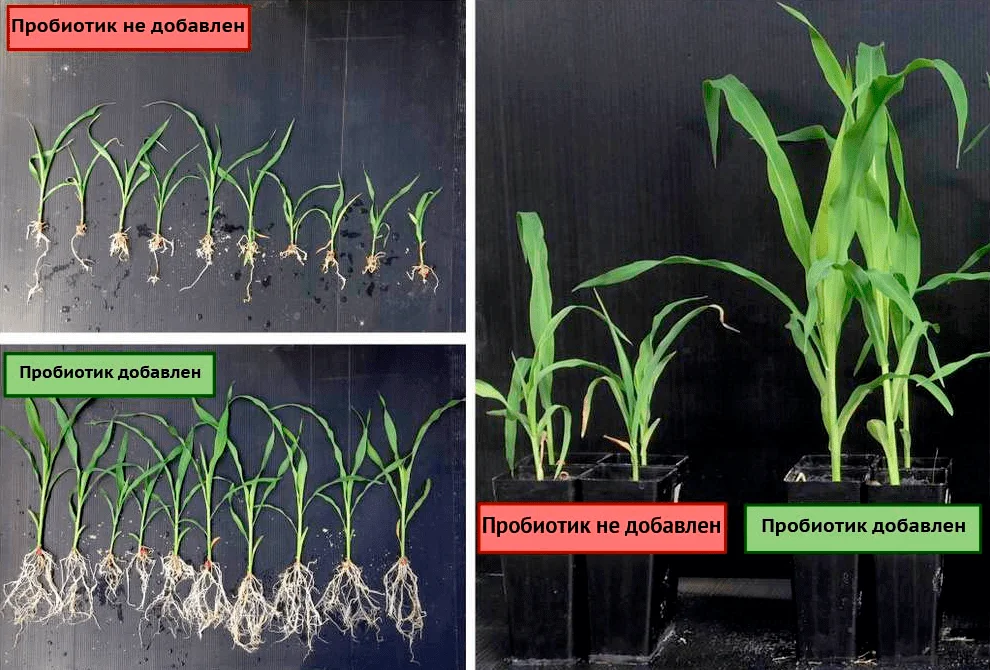 Enterobacter sp. стимулирует рост побегов и корней