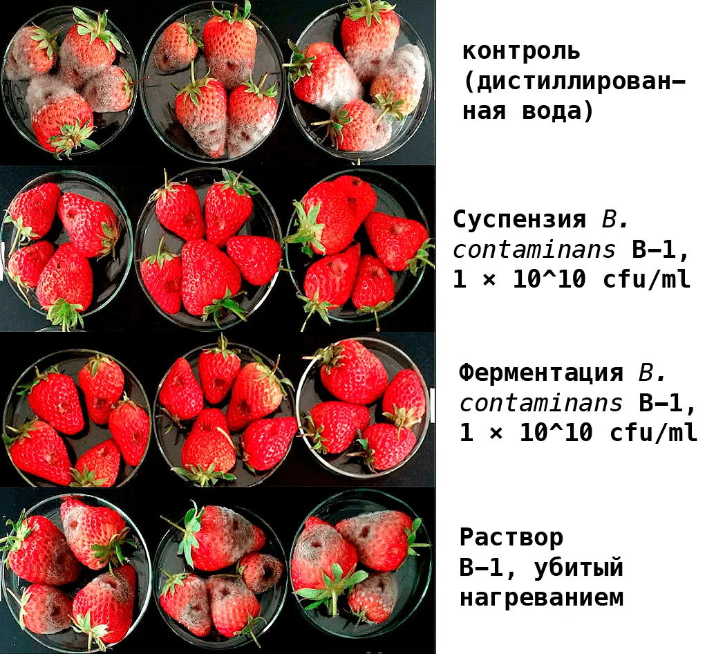 Bacillus contaminans оказывает ингибирующий эффект на развитие серой гнили