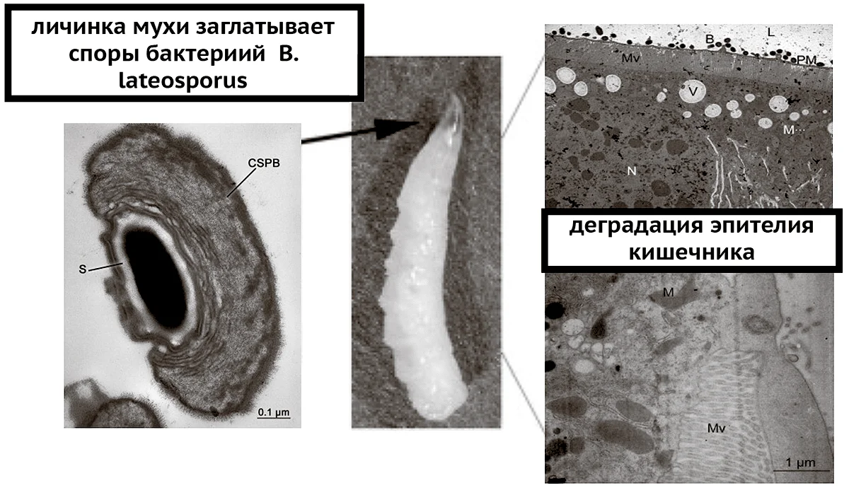 Обработка личинок мух бактерией Brevibacillus lateosporus