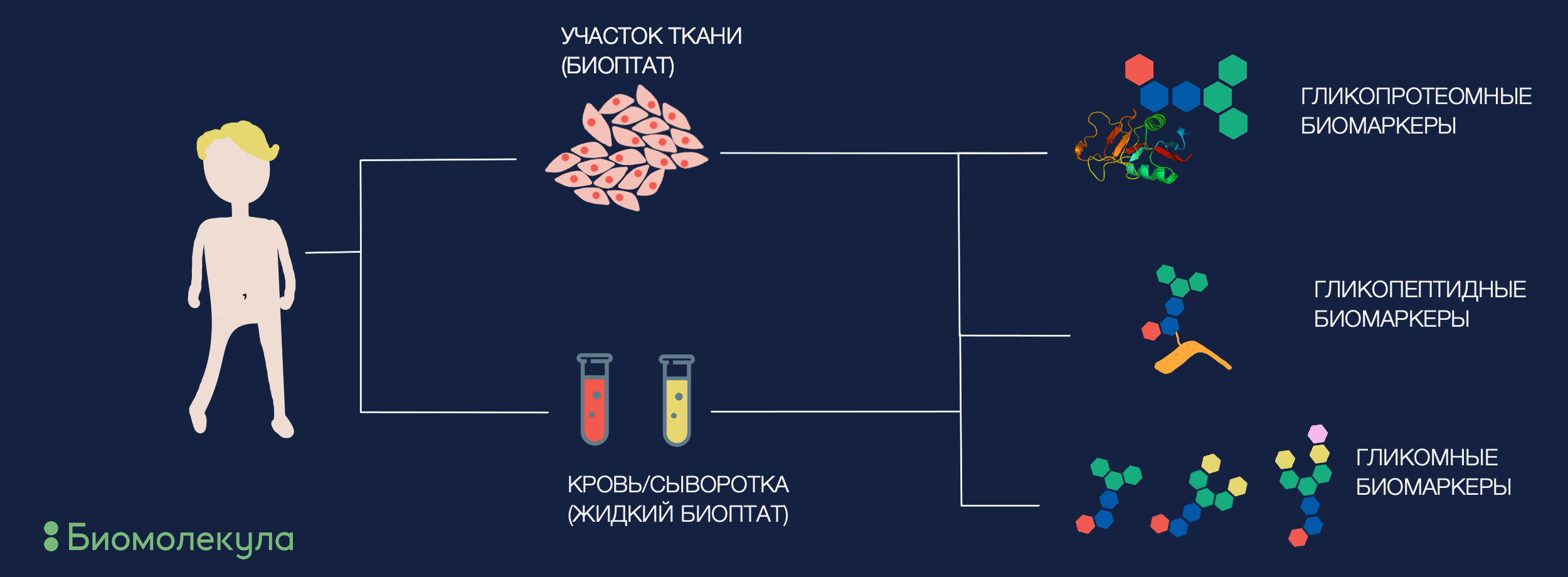 Где искать гликобиомаркеры заболеваний?