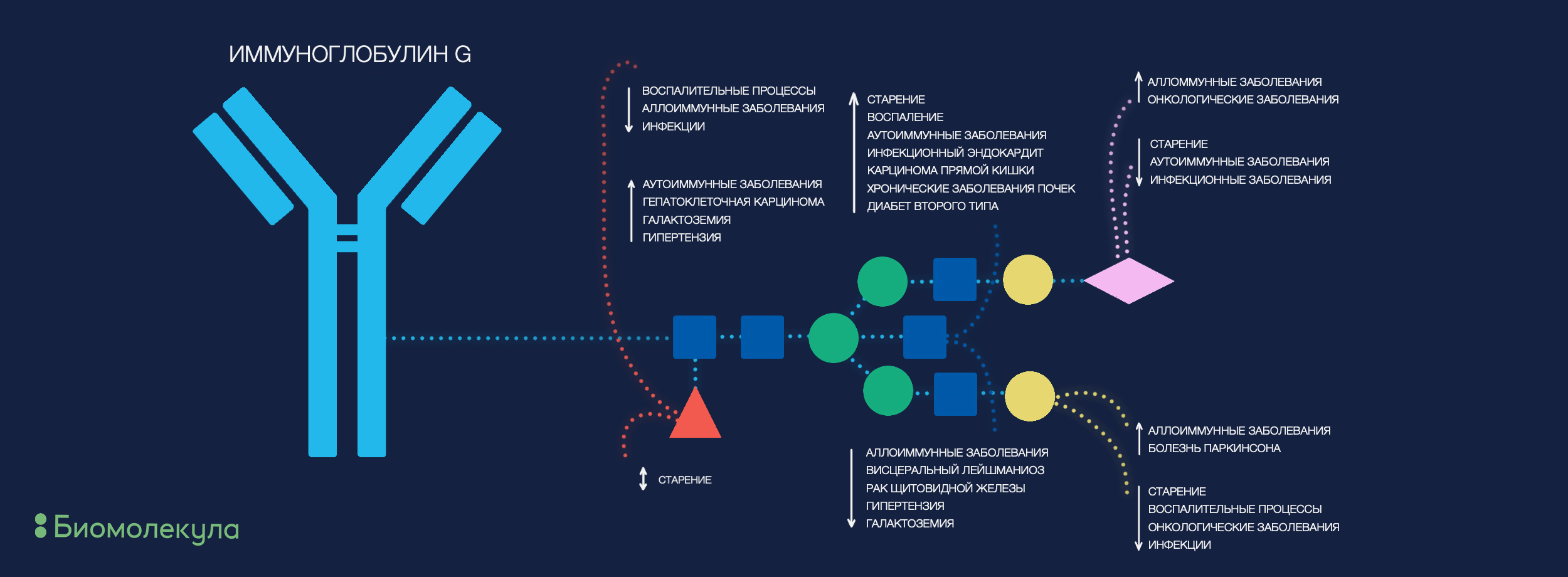 Гликозилирование Fc-фрагментов иммуноглобулинов G