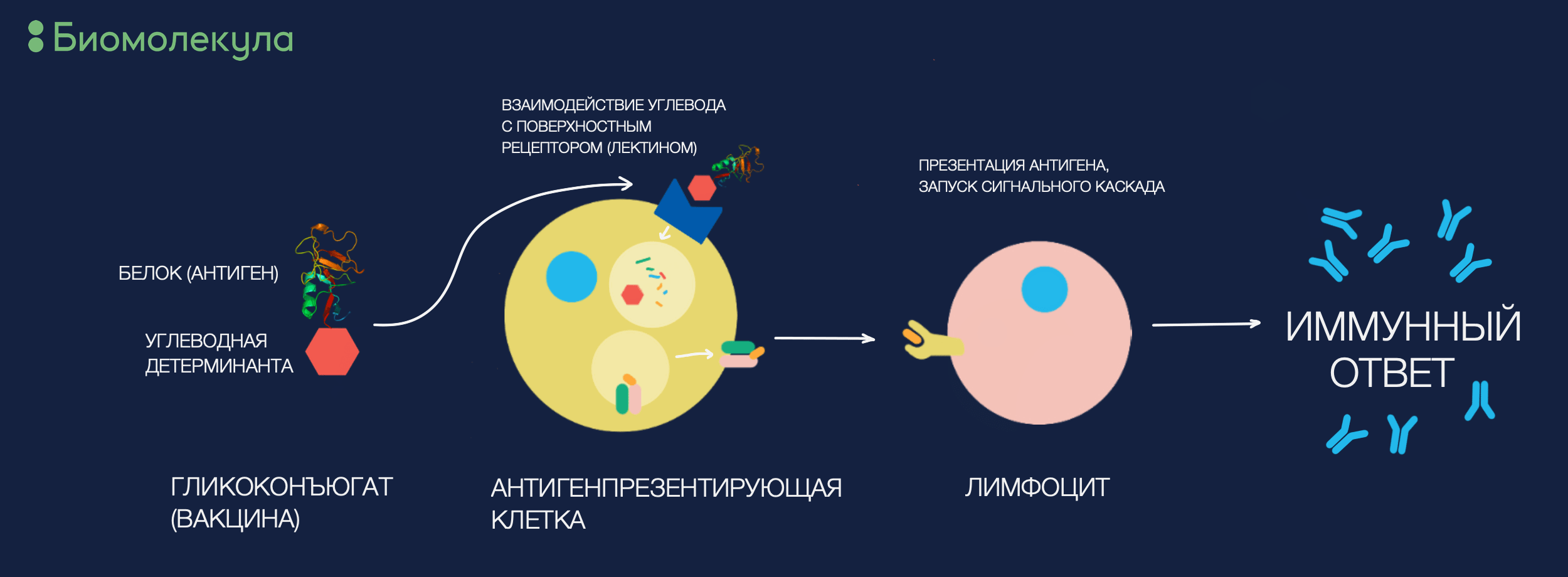 Как работает гликовакцина?