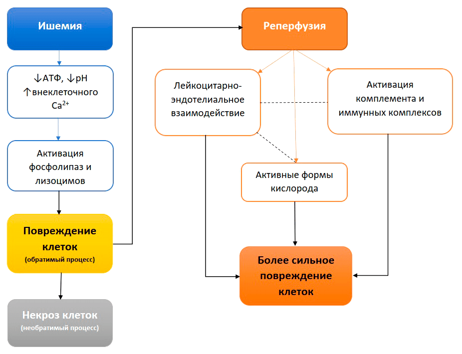 Последовательность событий синдрома ишемии-реперфузии