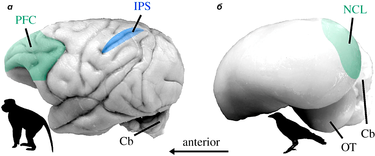 Головной мозг макаки и вороны