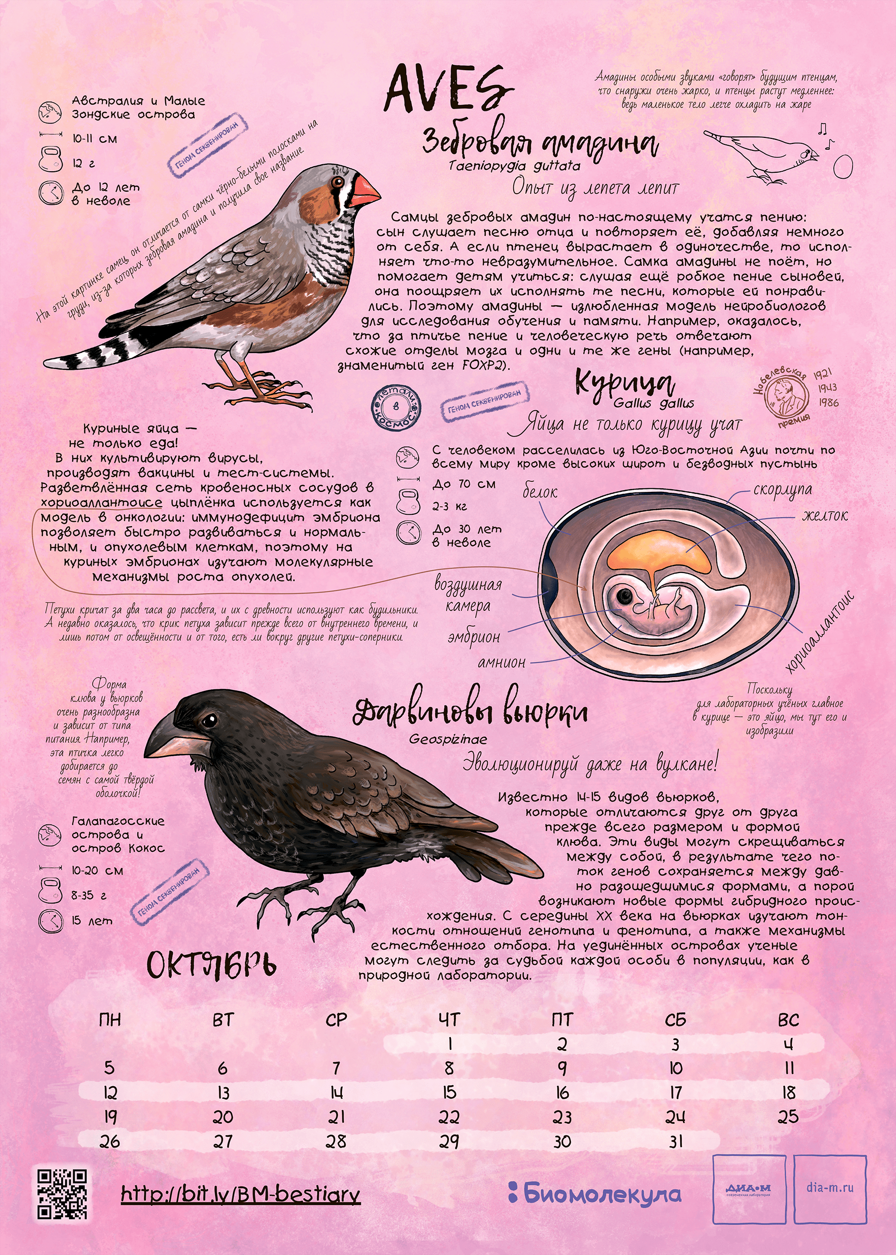 Амадина — герой календаря «Биомолекулы»