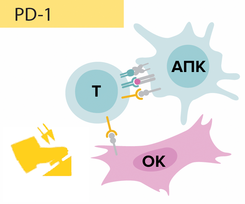 Схема функционирования сигнального пути PD-1/PD-L1, PD-L2