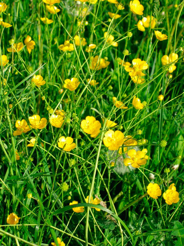 Ranunculus acris