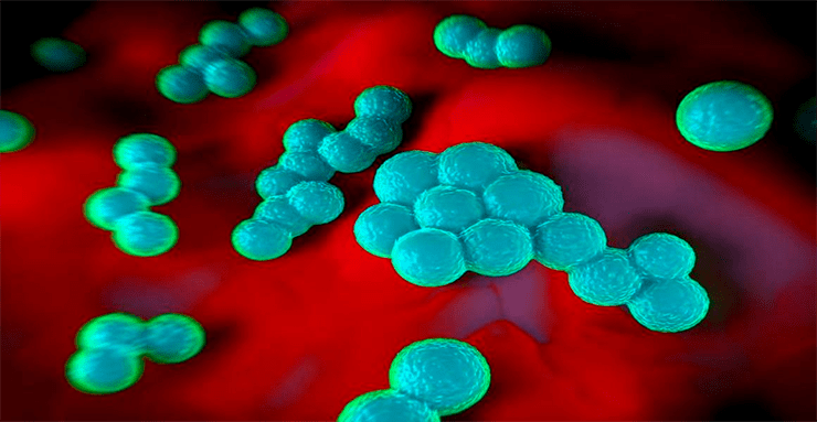 Acinetobacter baumannii