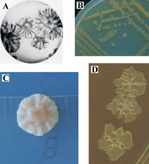 Pseudomonas stutzeri