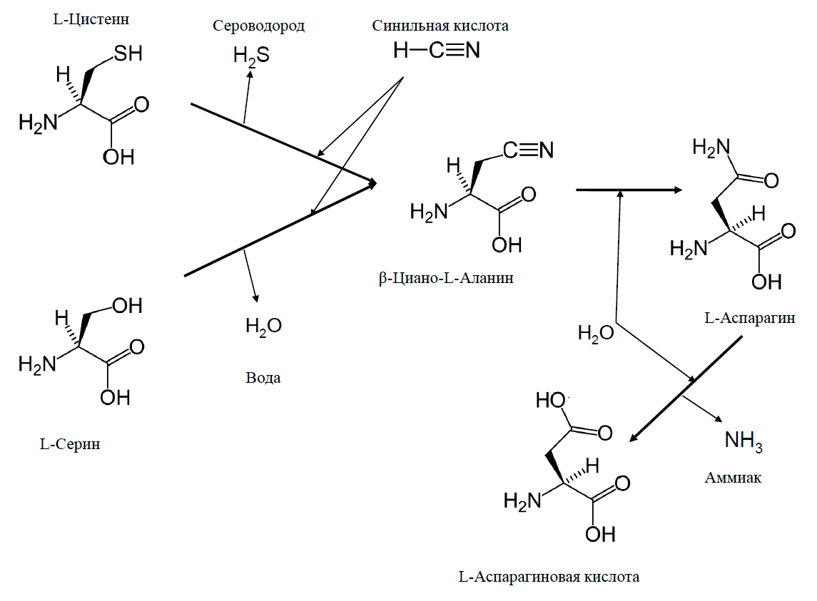Один из самых эффективных метаболических путей обезвреживания цианида