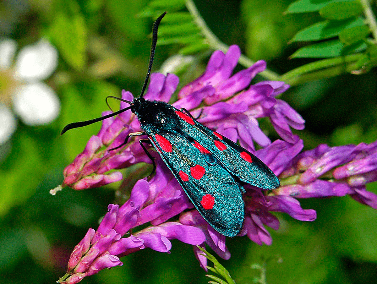 Zygaena