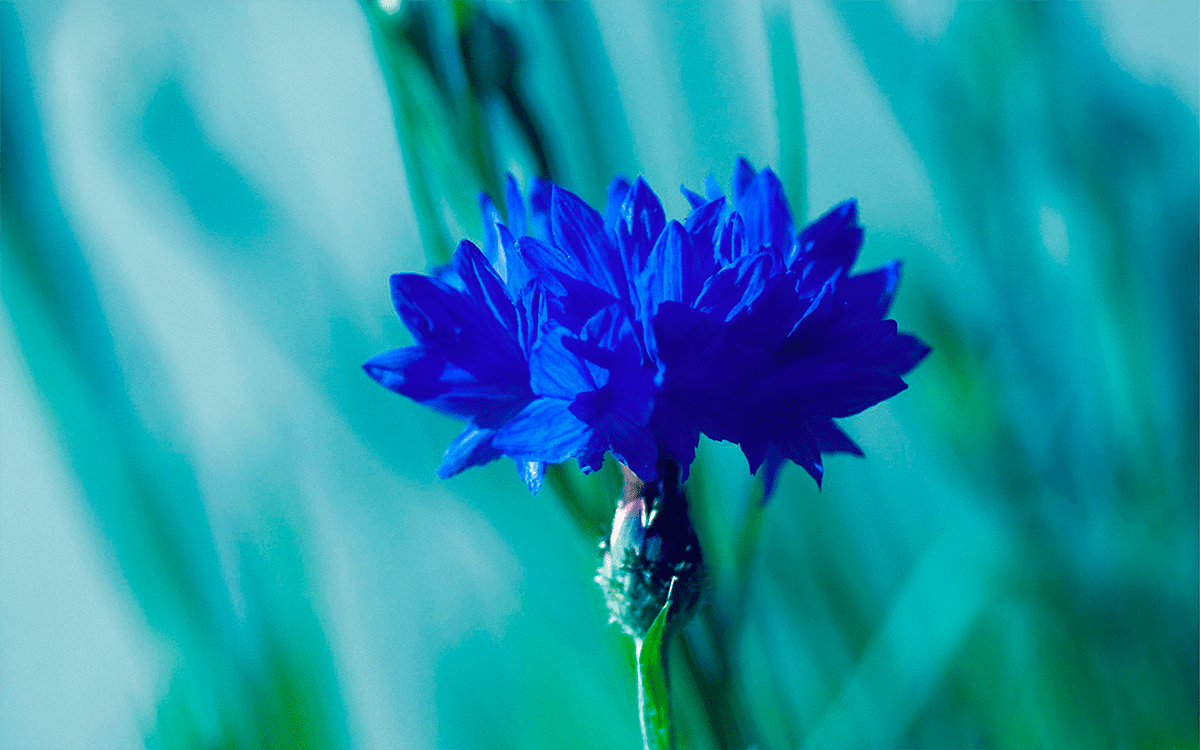 Centaurea cyanus