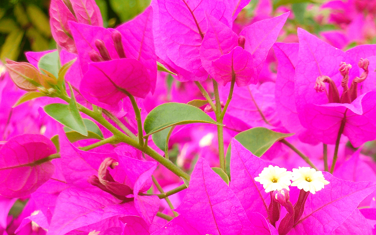 Bougainvillea spectabilis