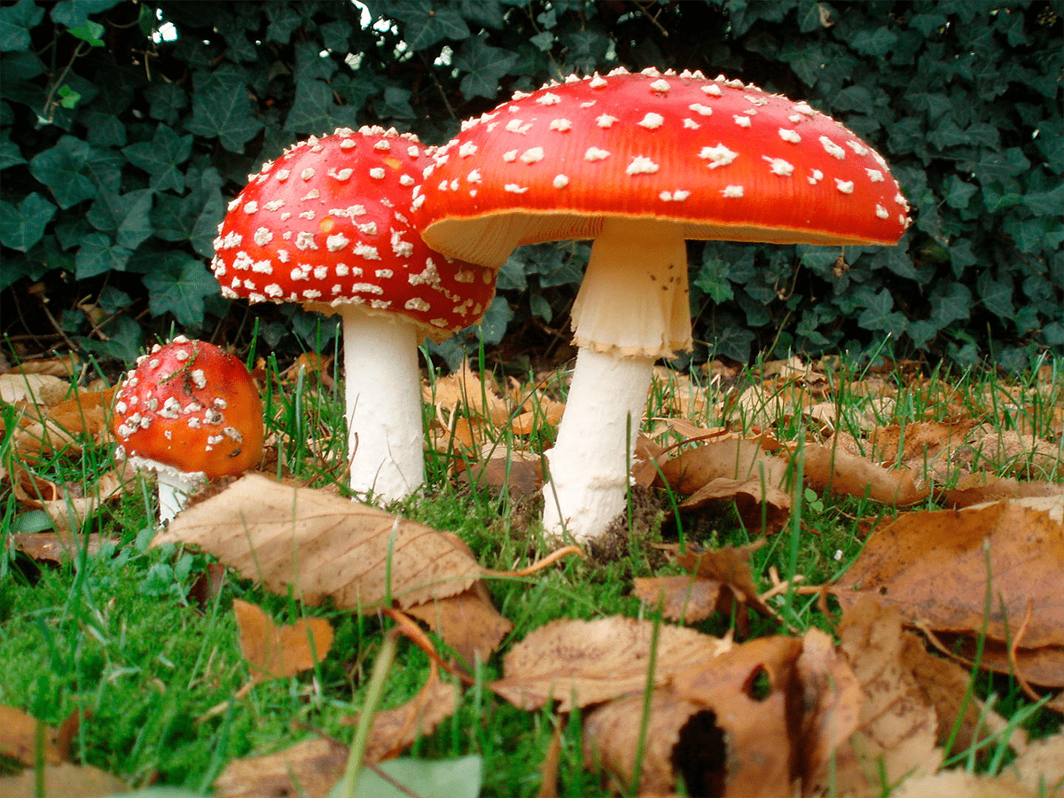 Amanita muscaria