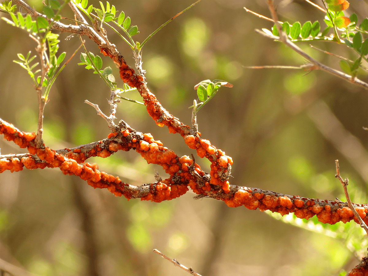 Шеллак