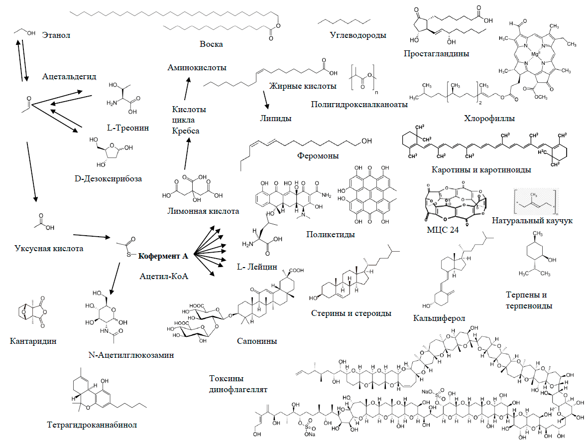 Двууглеродные молекулы как природные синтоны