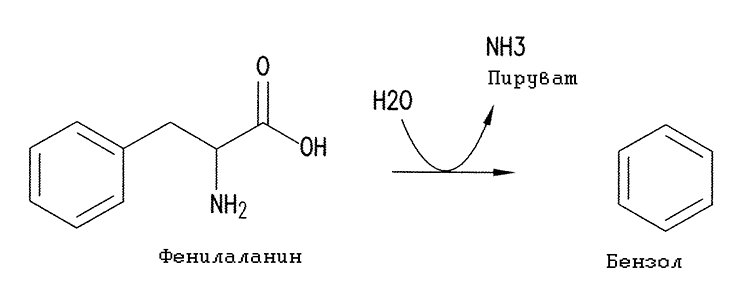 Действие гипотетического фермента фенилаланинбензоллиазы