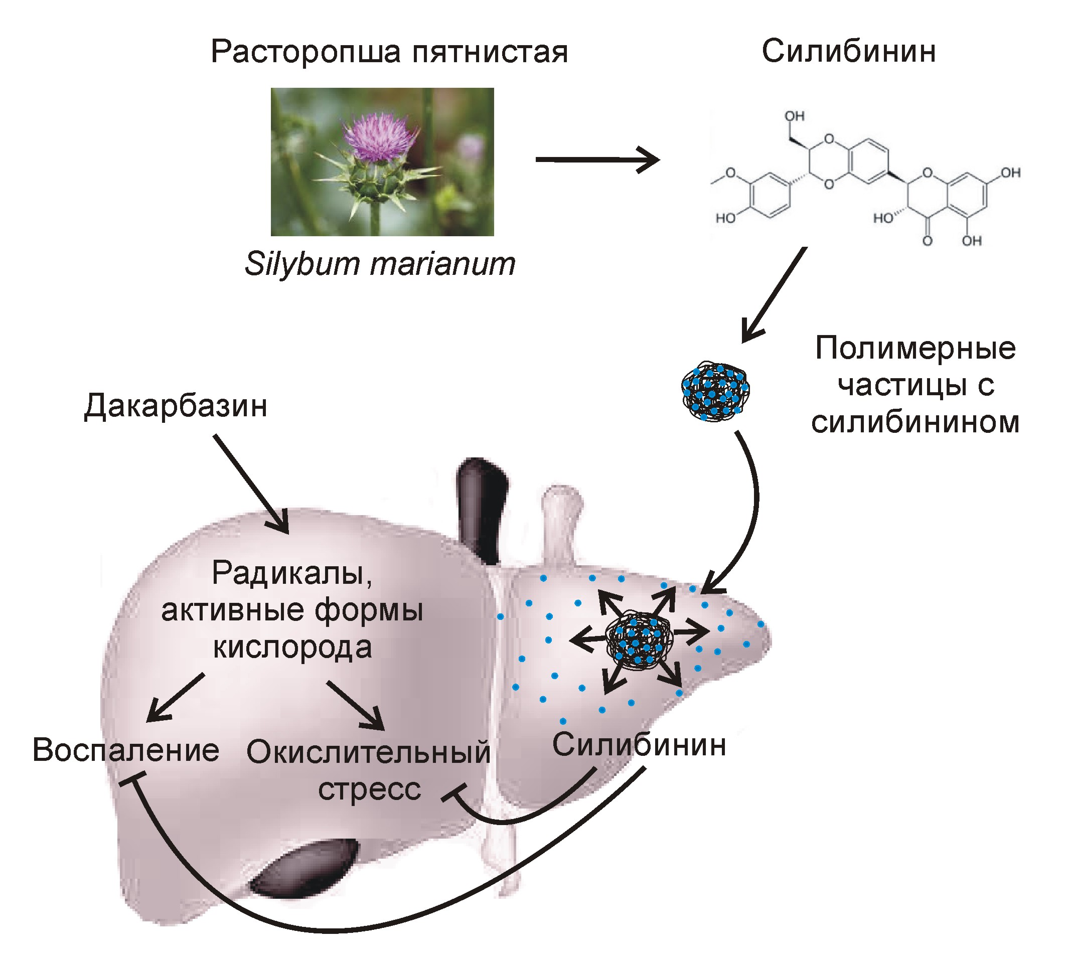 Препарат на основе силибинина и полимерных наночастиц
