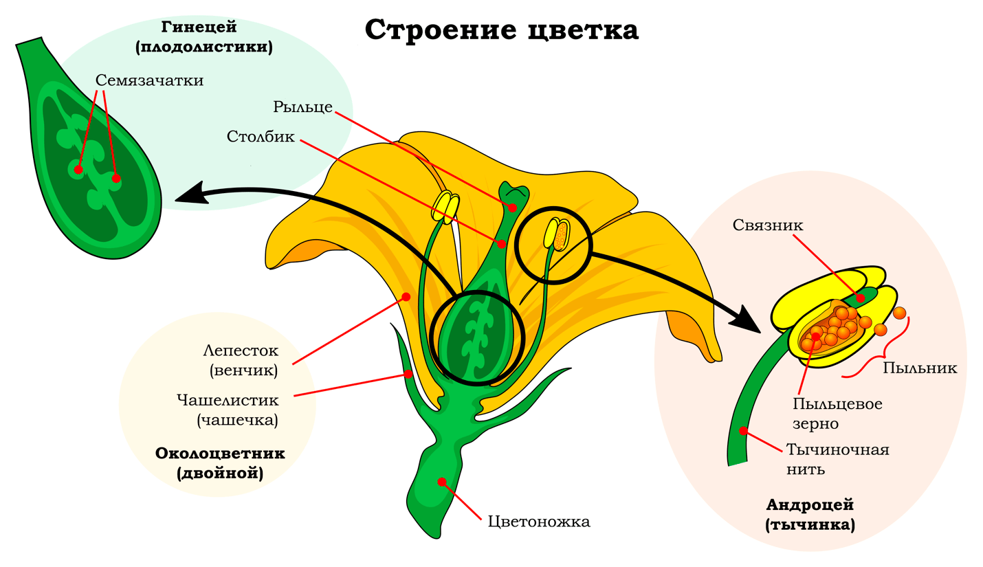 Строение цветка с двойным околоцветником