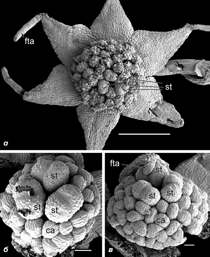 Lacandonia schismatica