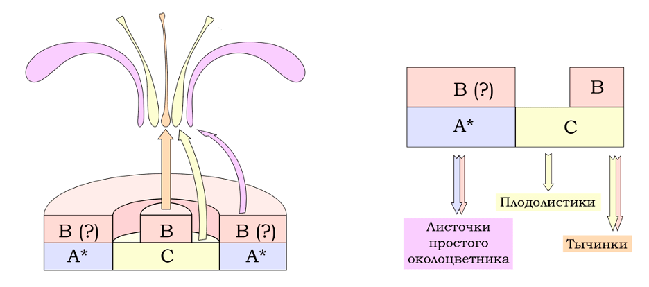 Lacandonia schismatica