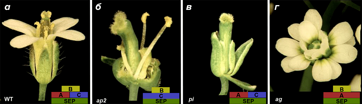 Arabidopsis thaliana