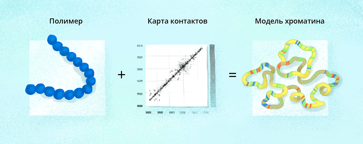 Моделирование хроматина Павлом Косом