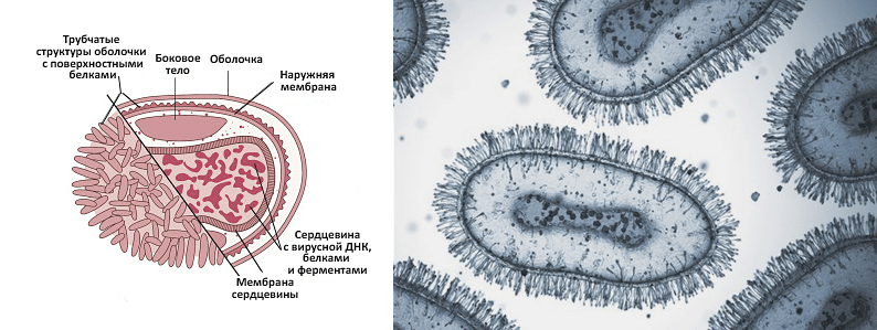 Строение вируса натуральной оспы