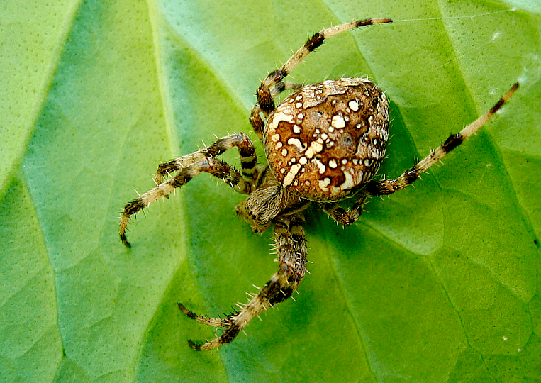 Araneus diadematus