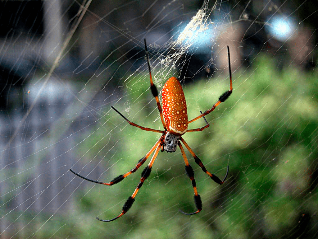 Nephila clavipes