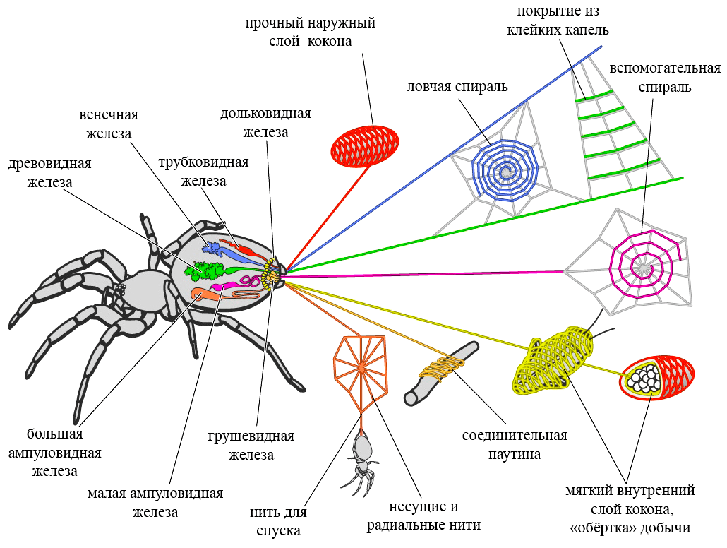 Типы паутинных желез
