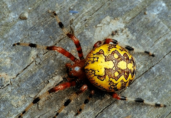 Araneus marmoreus